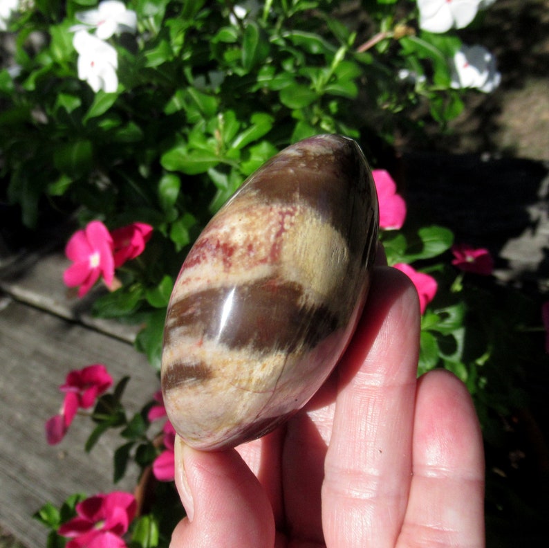 Petrified Wood Grade A Palm Stone, Natural Podocarpus Wood from Madagascar image 4