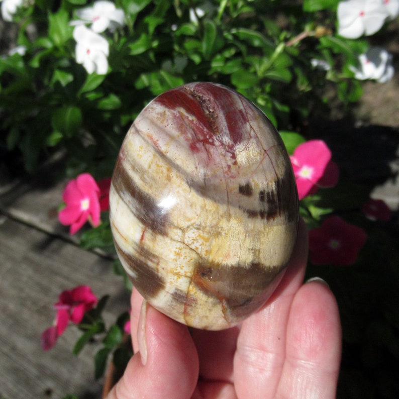 Petrified Wood Grade A Palm Stone, Natural Podocarpus Wood from Madagascar image 2