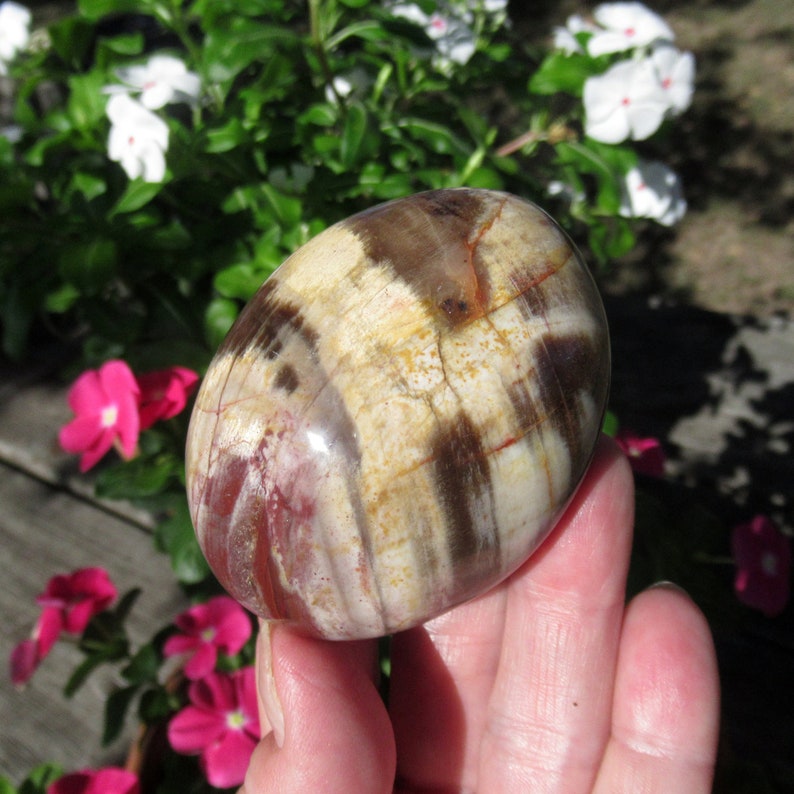 Petrified Wood Grade A Palm Stone, Natural Podocarpus Wood from Madagascar image 5