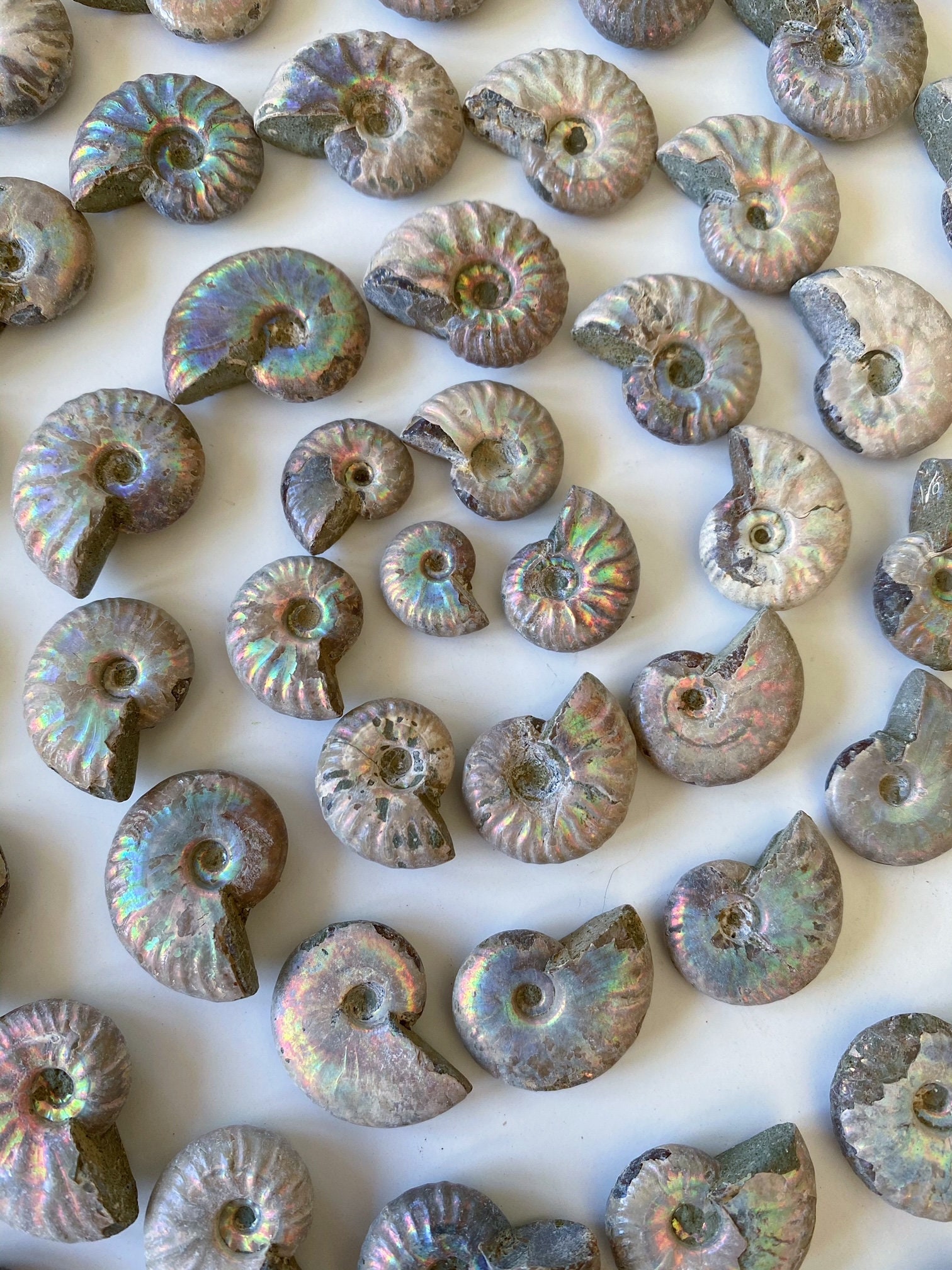 Iridescent Rainbow Ammonite Fossils Natural Unpolished Mini Small