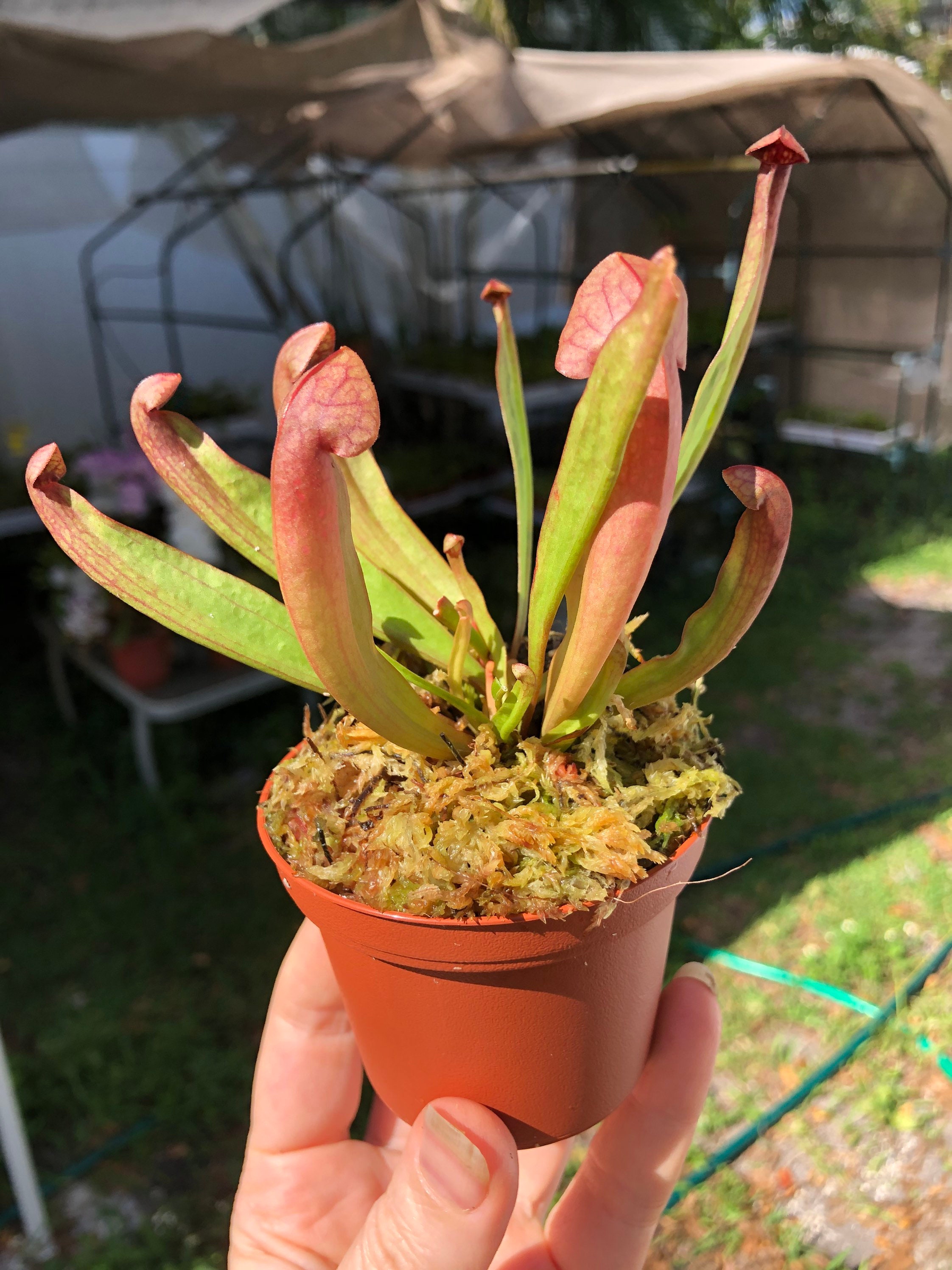 Sarracenia Catesbaei Potted in 3 pot Etsy