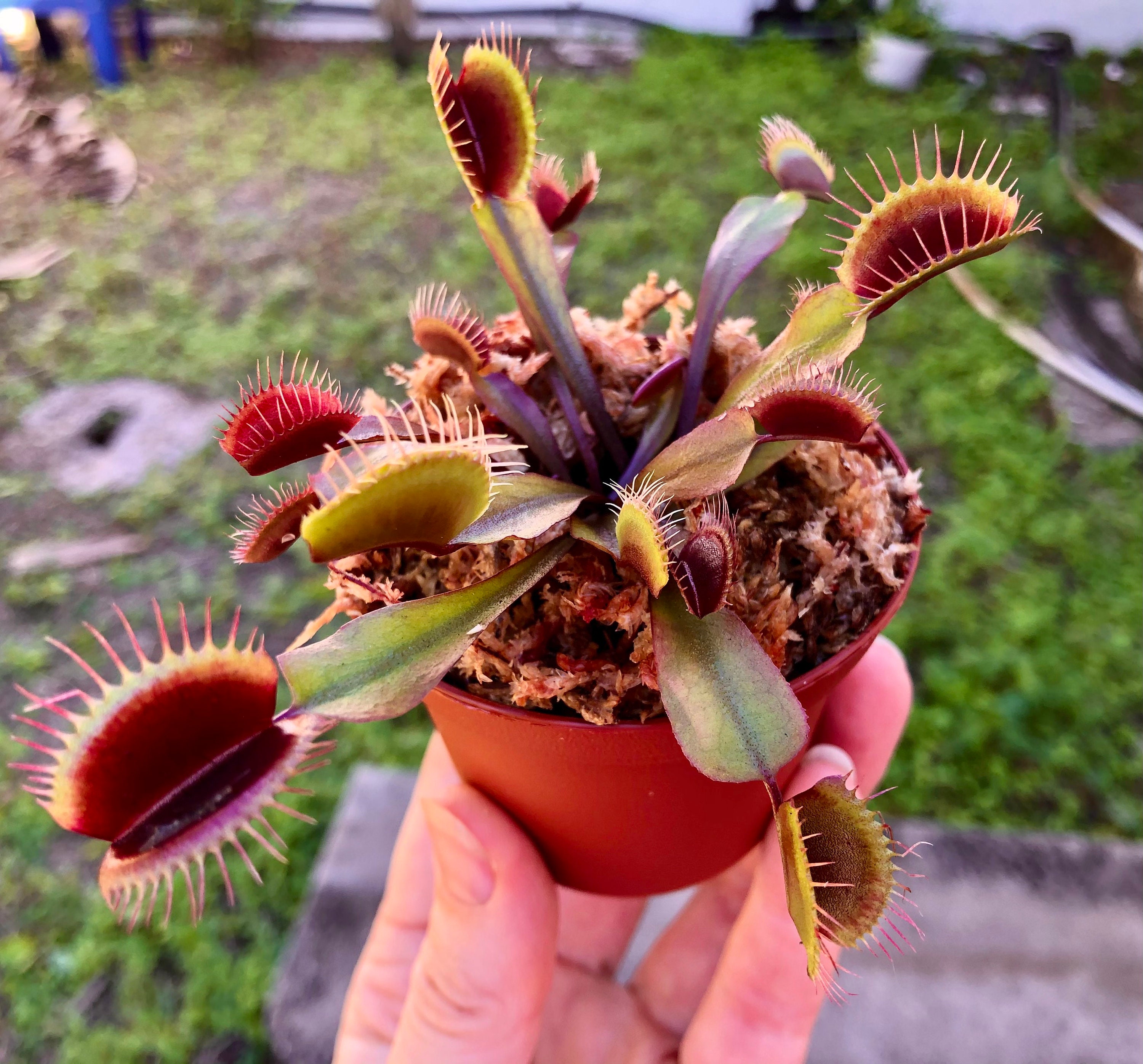 Venus Flytrap Akai Ryu (Red Dragon Fly Trap Carneverous plant)