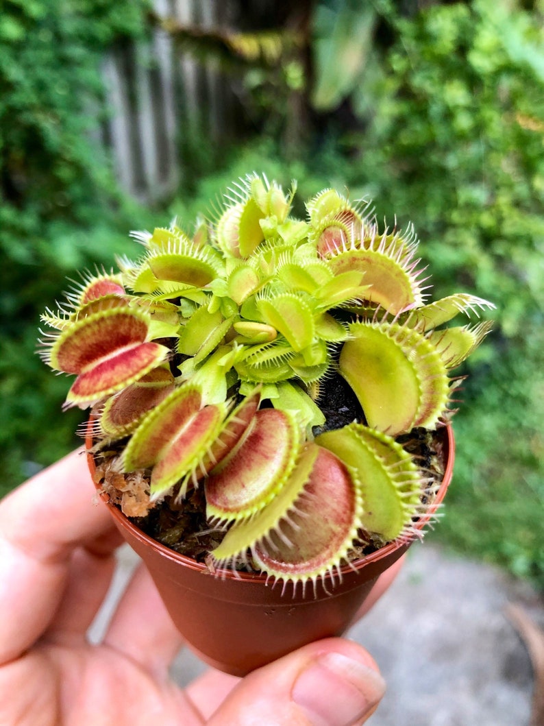 Venus Flytrap 2 pot Fly Trap Carneverous plant Sale Etsy