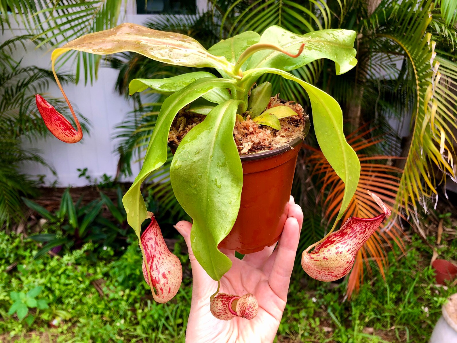 Nepenthes Gaya Large Etsy