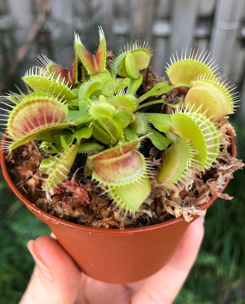 Venus Flytrap 2 pot Fly Trap Carneverous plant Sale Etsy