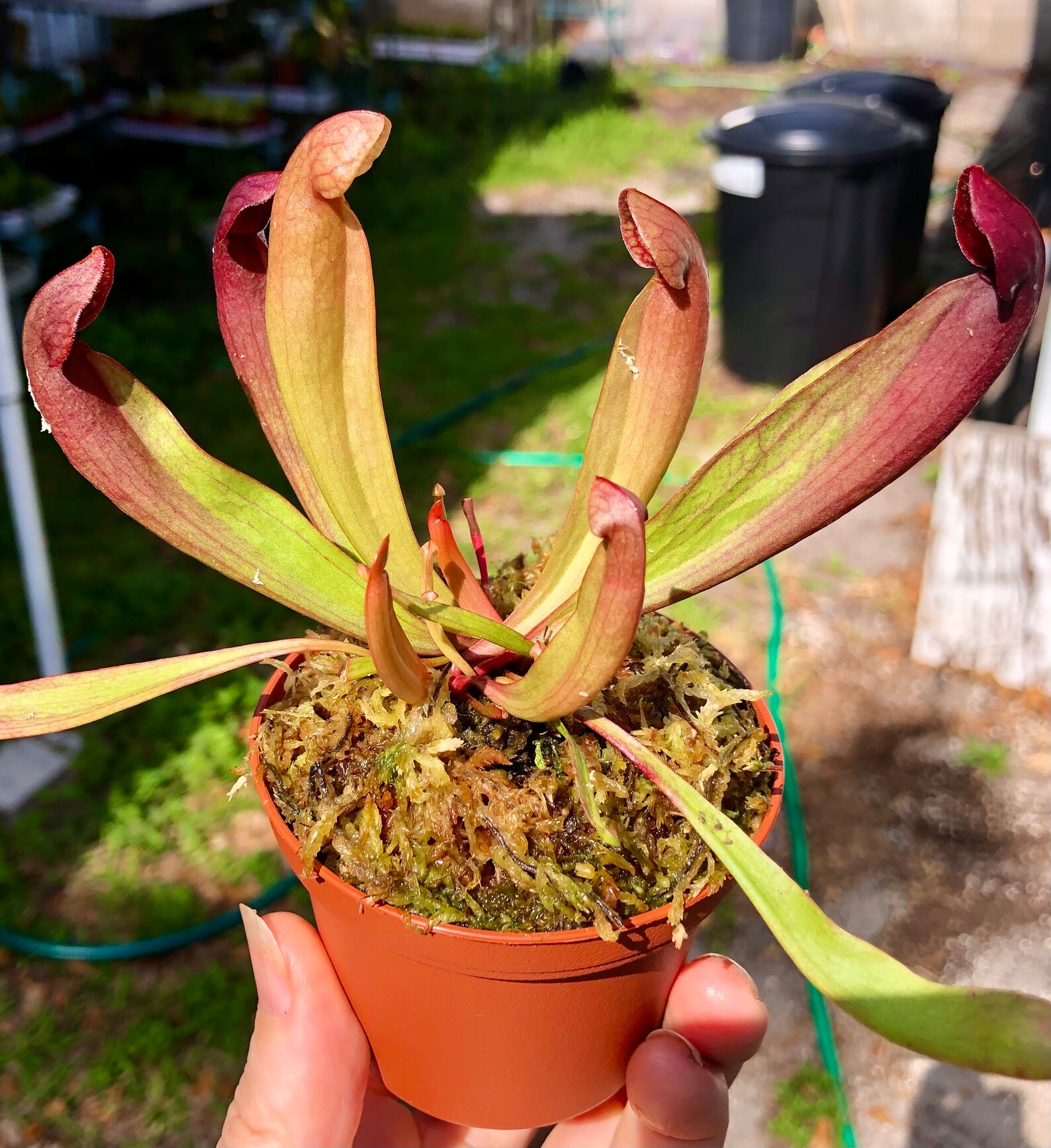 Sarracenia Catesbaei Potted in 3 pot Etsy