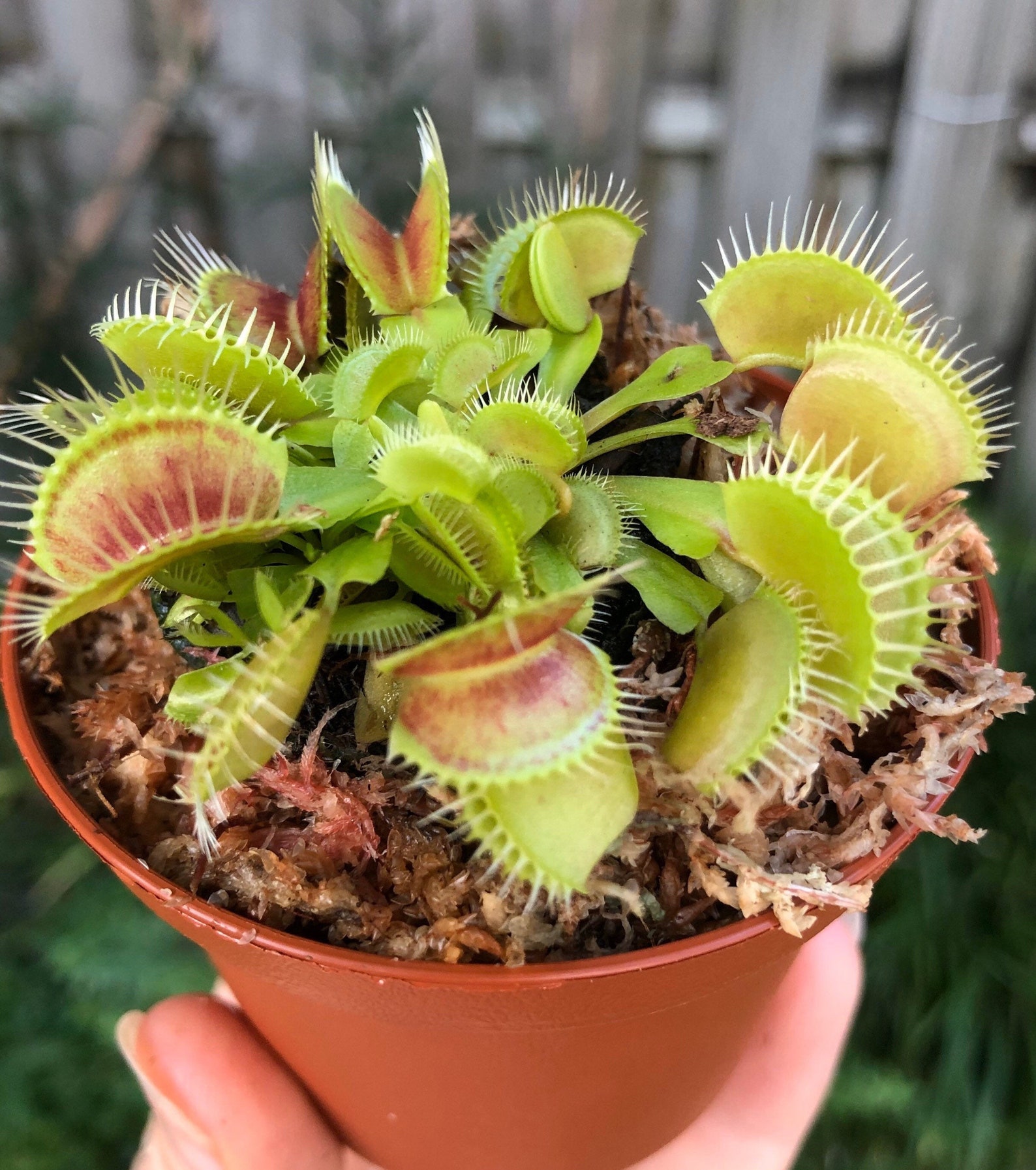 Venus Flytrap potted 2 pot Fly Trap Carneverous plant Etsy