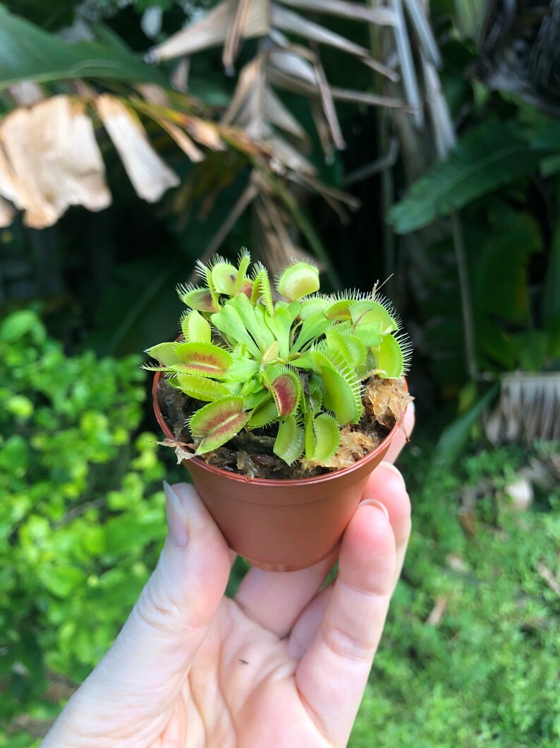 can you buy a venus fly trap at home depot