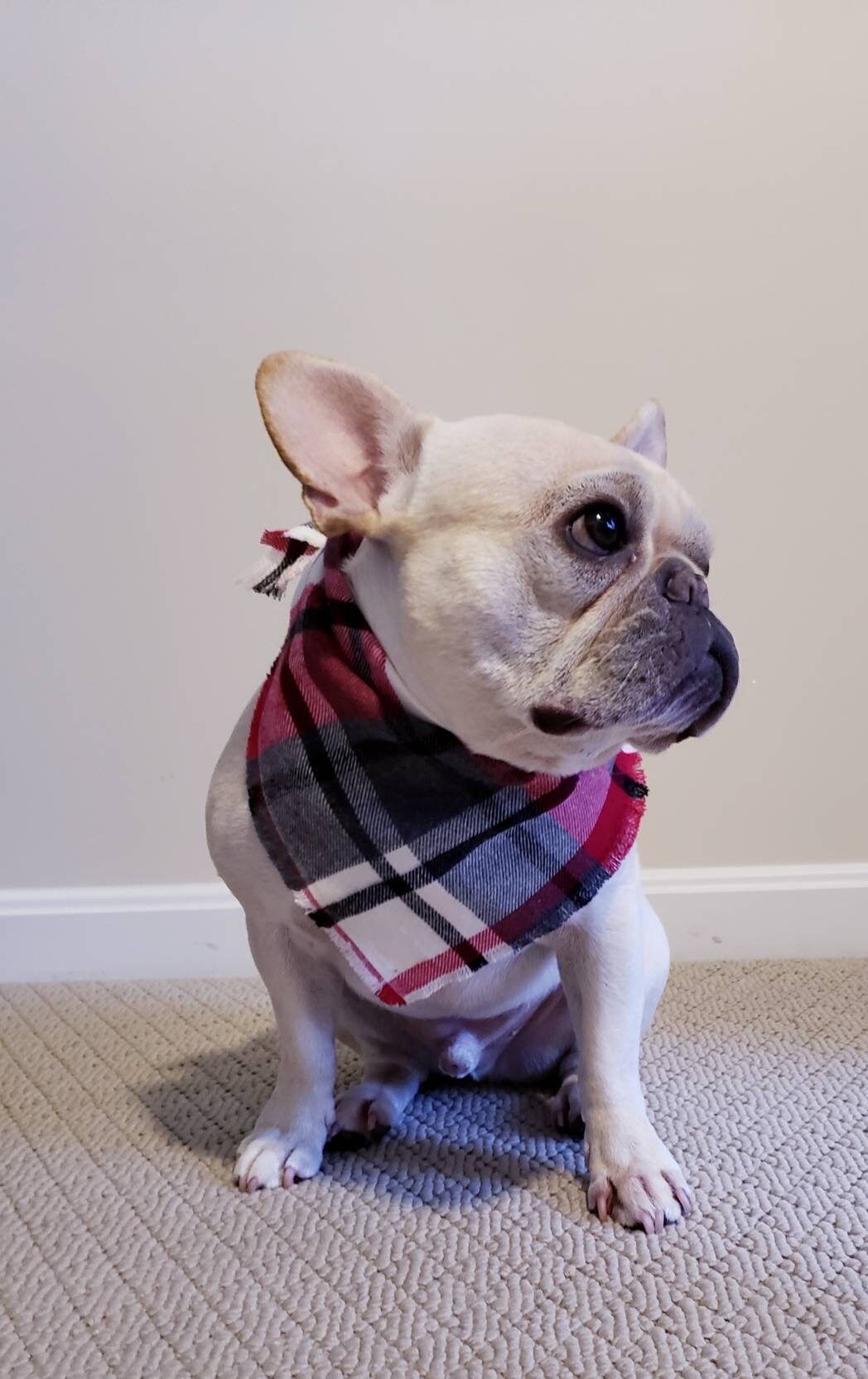 frenchie bandana