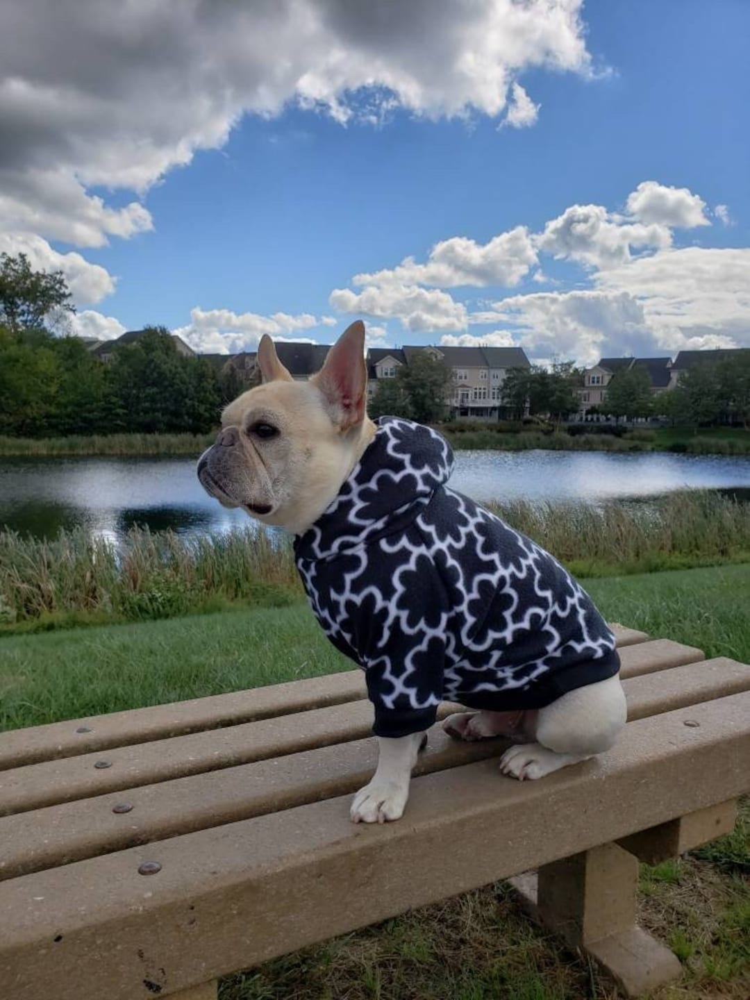 French Bulldog, French Bulldog Clothes, French Bulldog Hoodie, French — free download
