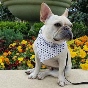frenchie bandana