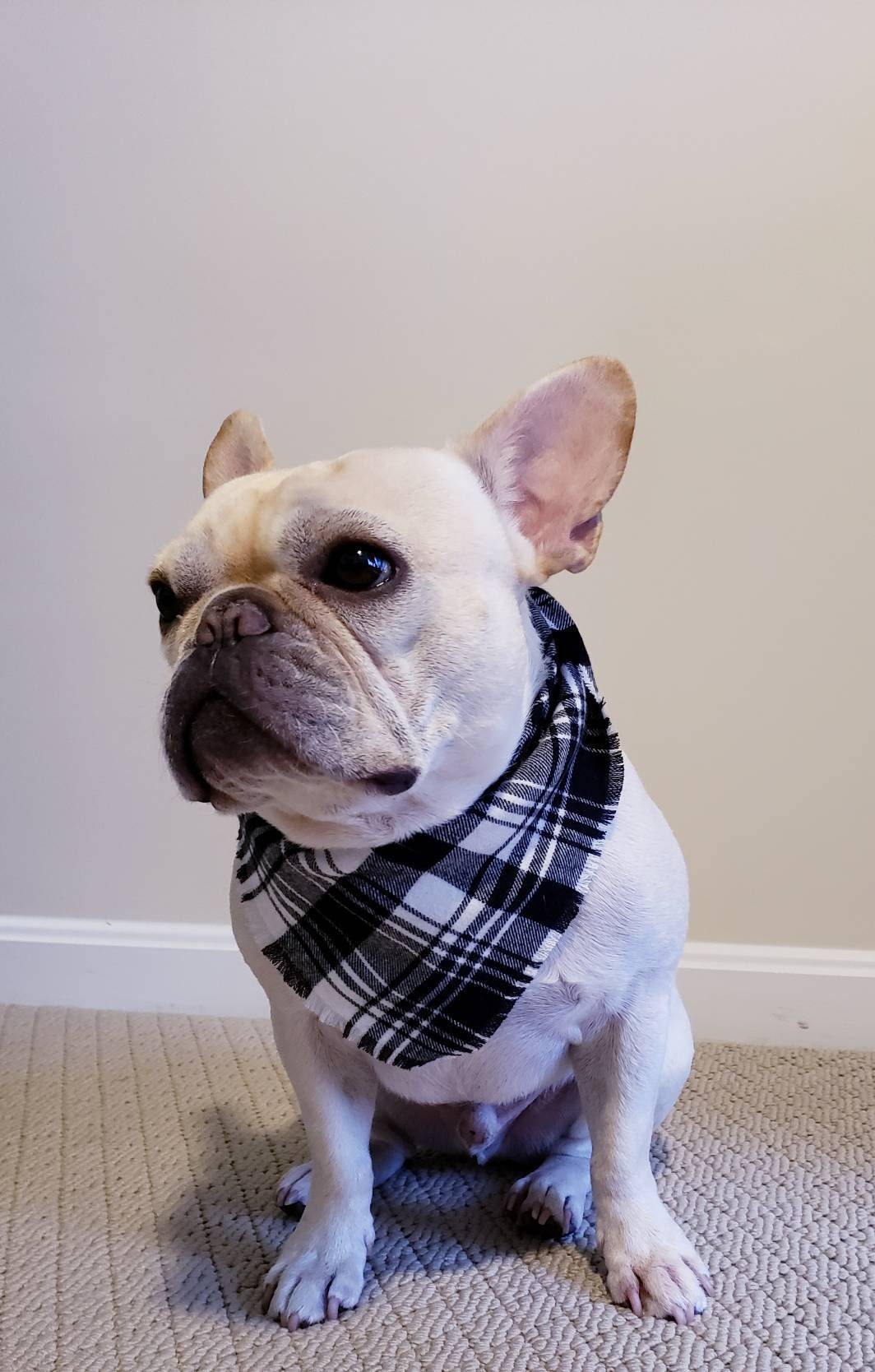 French Bulldog Scarf/bandana, Pet Accessories, Frenchie