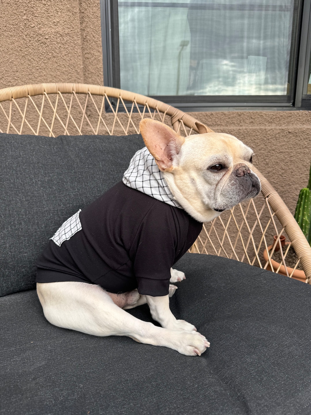 French Bulldog, French Bulldog Clothes, French Bulldog Hoodie, French — free download