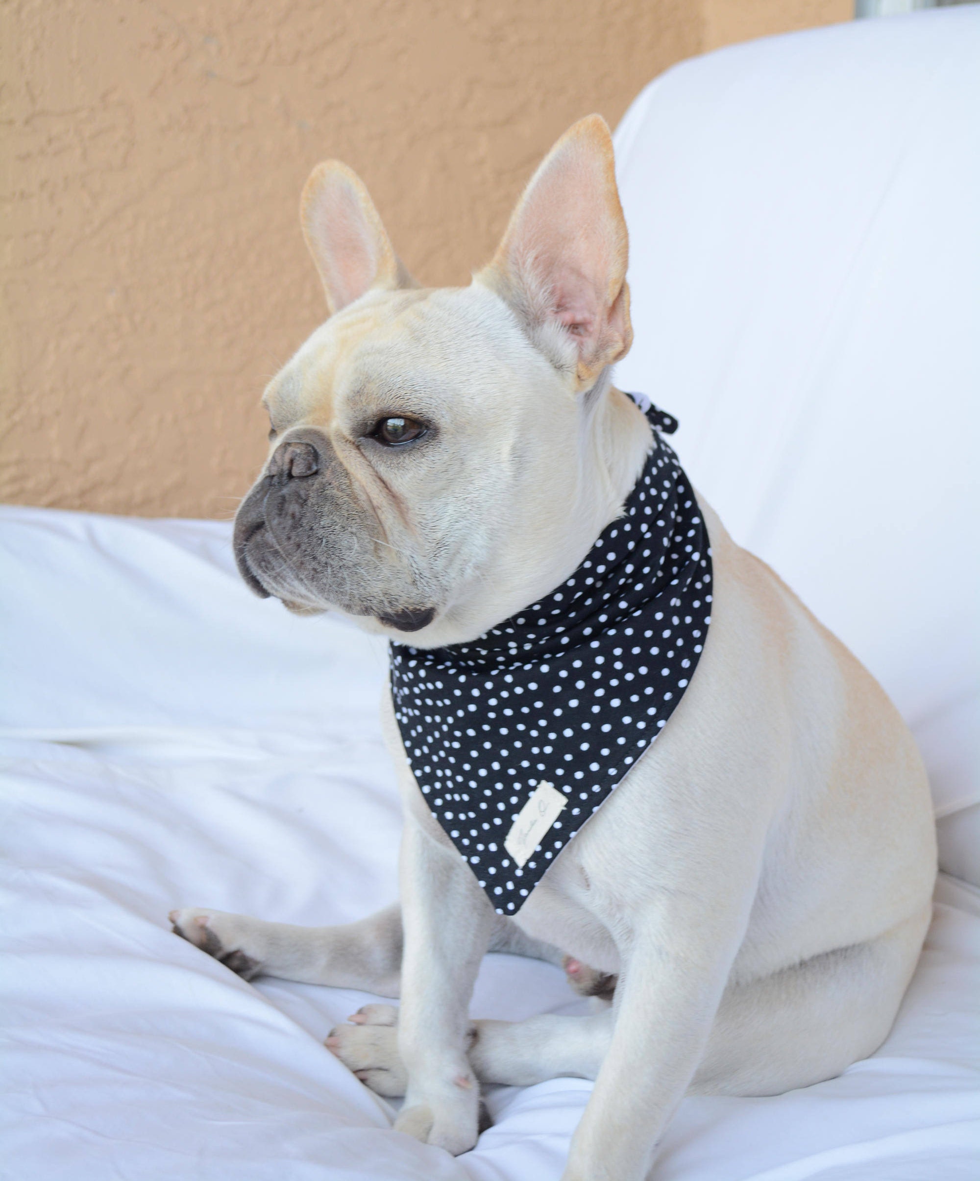 French Bulldog French Bulldog Bandana Bandana Reversible Bandana Pet Accessories Dog Accessories Dog Bandana Etsy