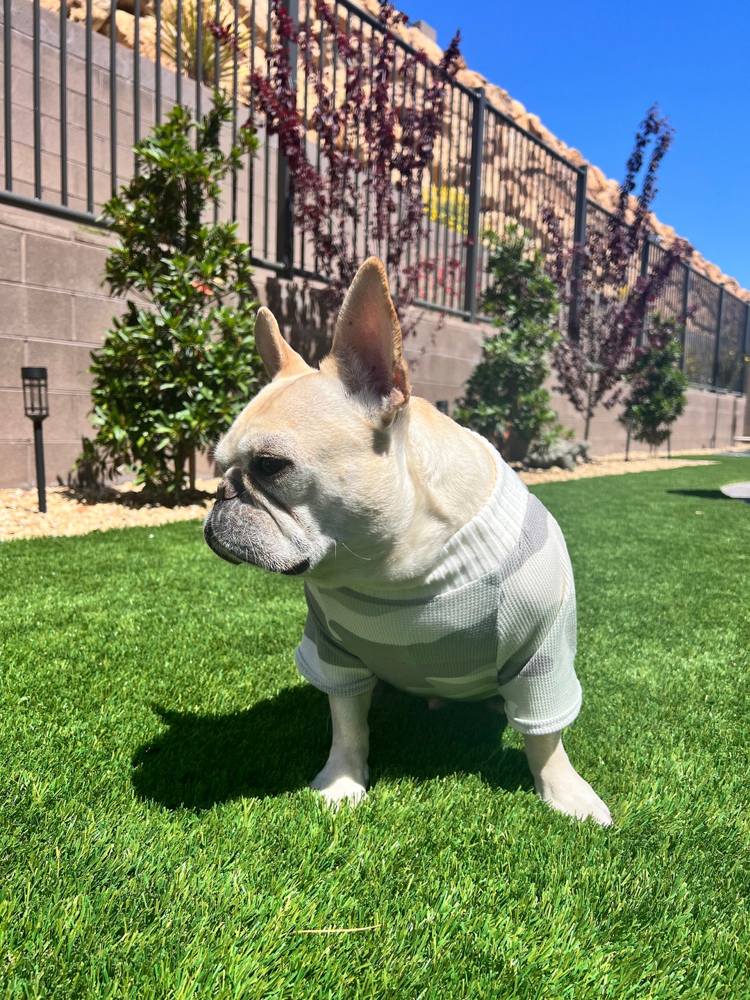Bulldog francés, ropa para bulldog francés, camisa para bulldog
