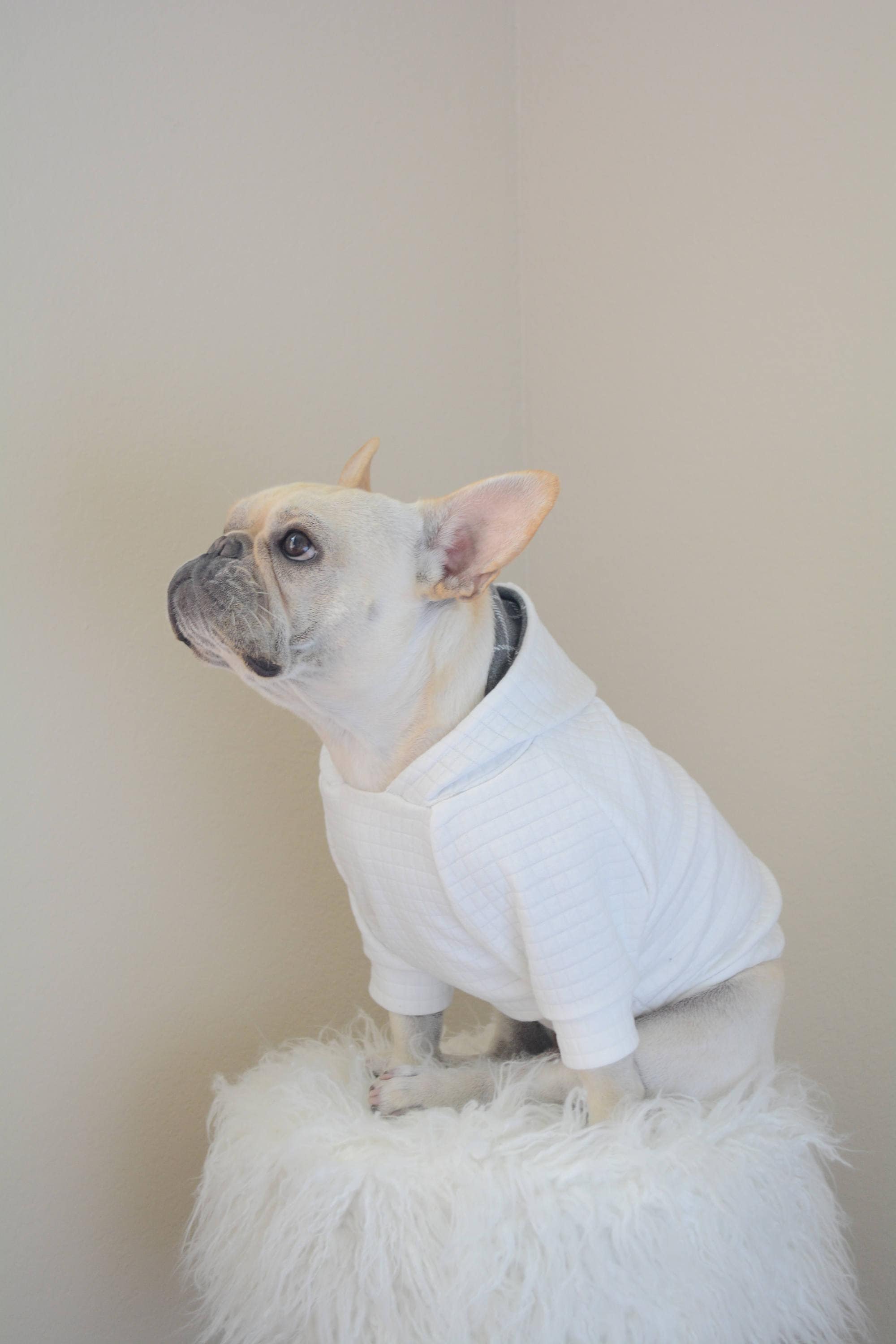 french bulldog clothes patterns