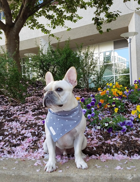 French Bulldog French Bulldog Bandana Bandana Reversible Bandana Pet Accessories Dog Accessories Dog Bandana Etsy Australia