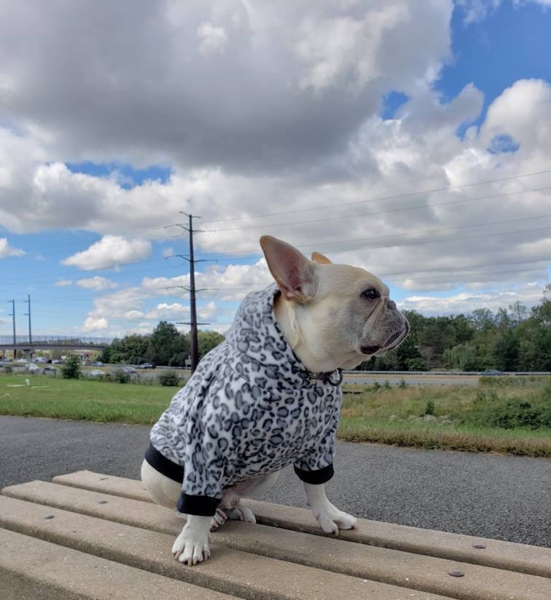 French Bulldog, French Bulldog Clothes, French Bulldog Hoodie, French — free download