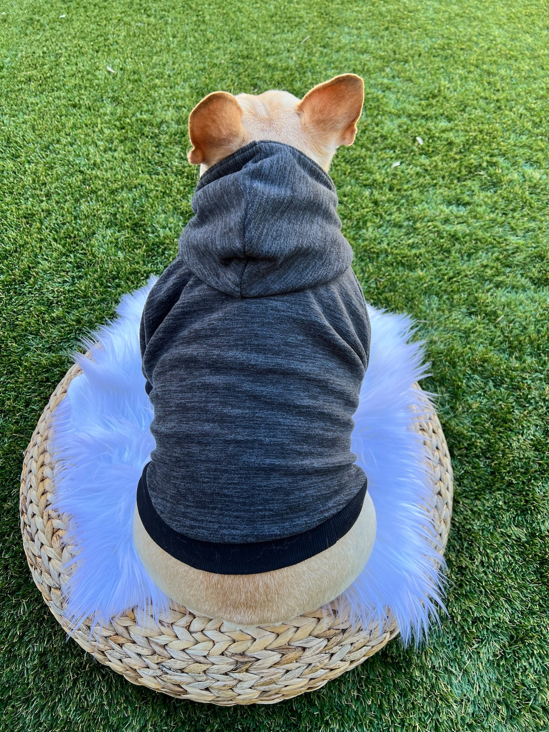 French Bulldog, French Bulldog Clothes, French Bulldog Hoodie, French