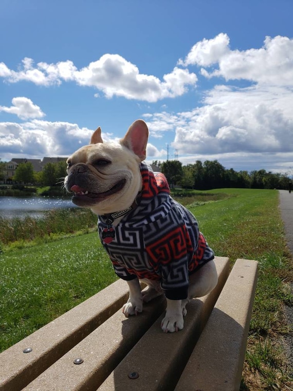 french bulldog clothes