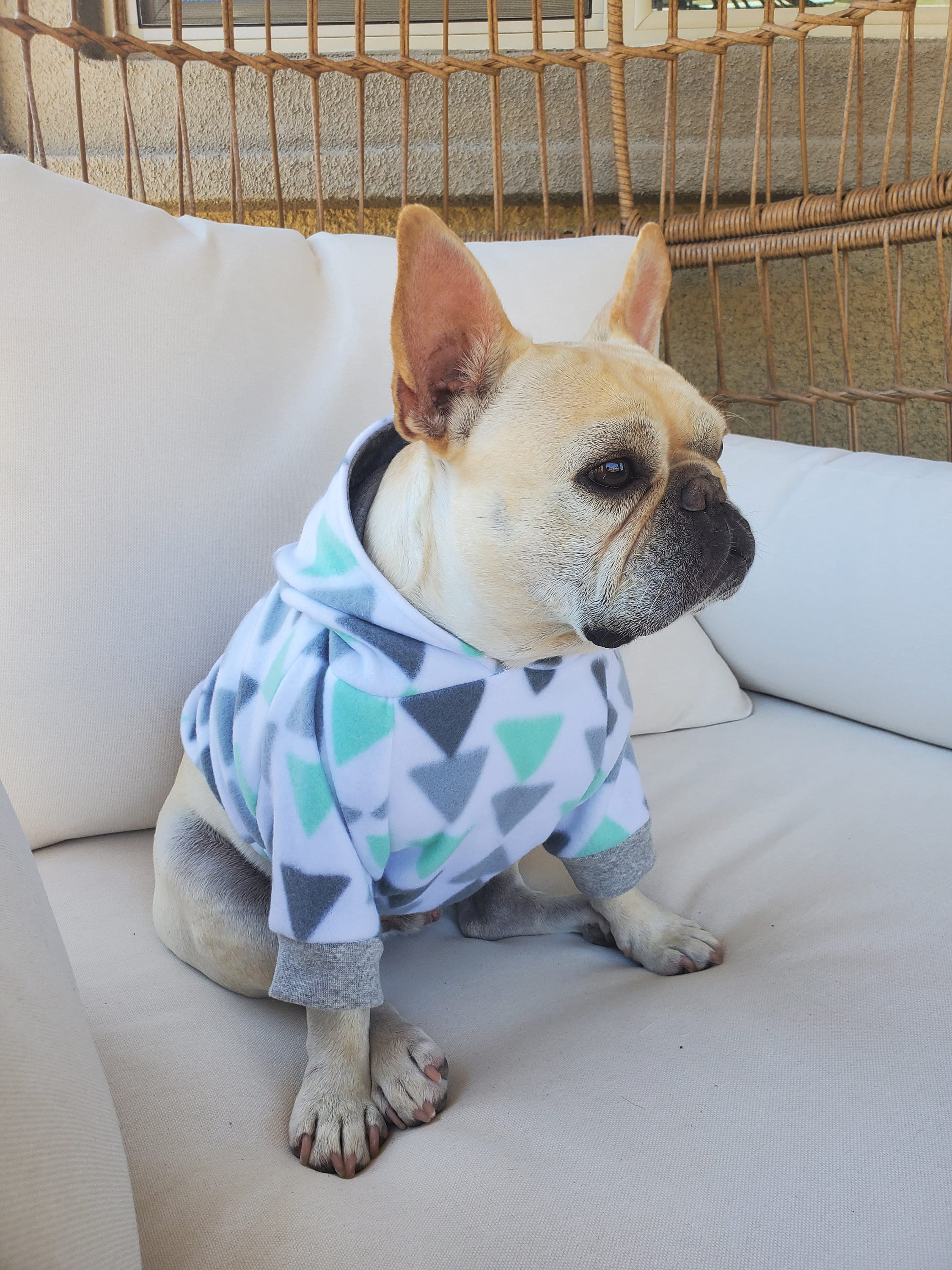 french bulldog fashion