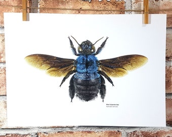 Blue Carpenter Bee Illustration, scientific illustration style