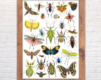 Various insects A3 print, scientific illustration