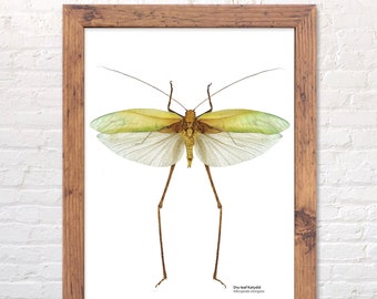Dry-leaf Katydid print, scientific illustration