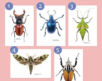 Pick your own - insect postcards