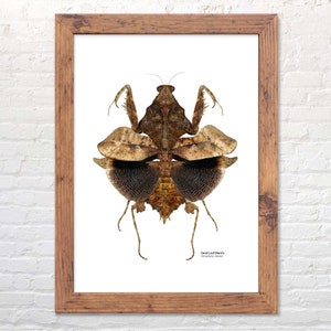 Dead Leaf Mantis print, scientific illustration