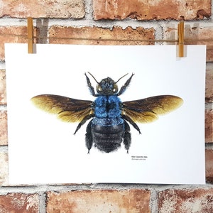 Illustration av blått snickarbi, vetenskaplig illustrationsstil