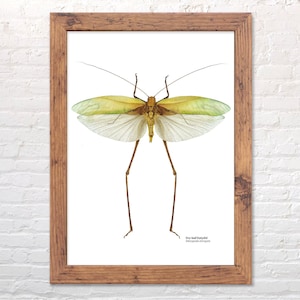 Impresión de Katydid de hoja seca, ilustración científica