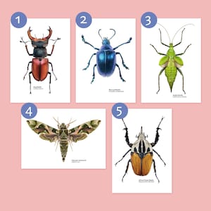 Pick your own - insect postcards