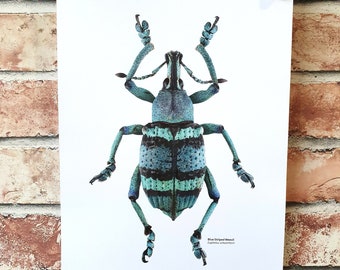 Blue weevil print, scientific illustration