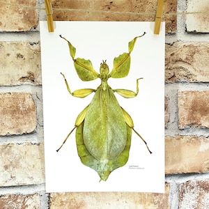 Leaf Insect print, scientific illustration