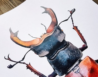 Stag Beetle Illustration Art Print