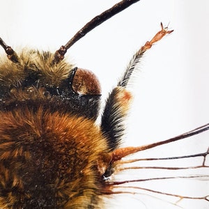 May include: Detailed close-up of a bee's head, revealing its features. The bee's body is covered in brown and tan fur. The image focuses on the antennae, eyes, and mouthparts, set against a white backdrop. The bee's wings are visible.