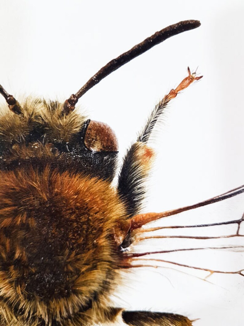 May include: Detailed close-up of a bee's head, revealing its features. The bee's body is covered in brown and tan fur. The image focuses on the antennae, eyes, and mouthparts, set against a white backdrop. The bee's wings are visible.