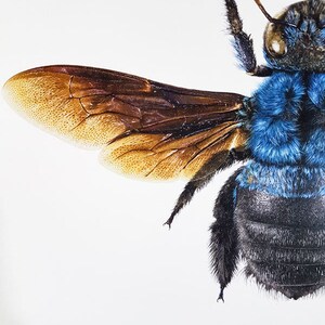 May include: Detailed image of a bee, showcasing its blue and black body and a brown wing. The wing's structure is visible. The bee is set against a white backdrop, highlighting its features.