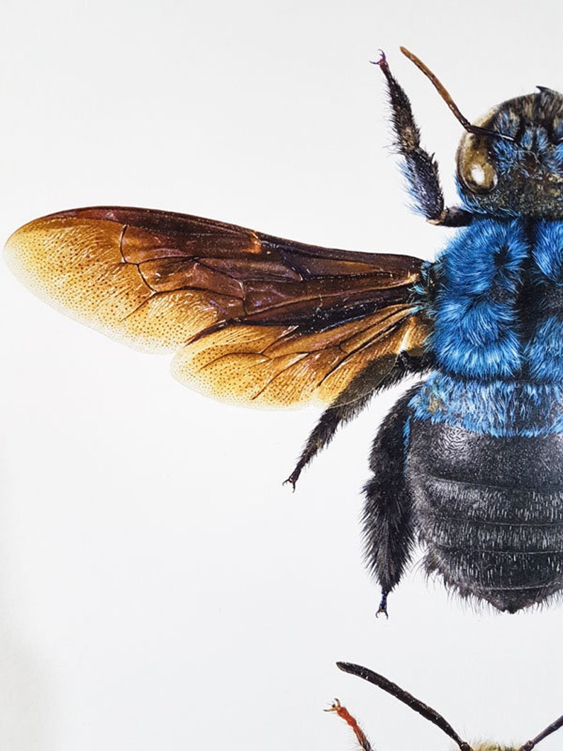 May include: Detailed image of a bee, showcasing its blue and black body and a brown wing. The wing's structure is visible. The bee is set against a white backdrop, highlighting its features.