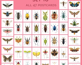 Scientific Insect Illustration Postcard Sets (5 to 50 cards) – Entomology Art, UK