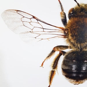 May include: Detailed close-up of a Blue Carpenter Bee, Xylocopa caerulea, showing its wings and body. The bee has a brown and black body, with fuzzy legs and antennae. The wings are translucent with brown veins. The background is white.