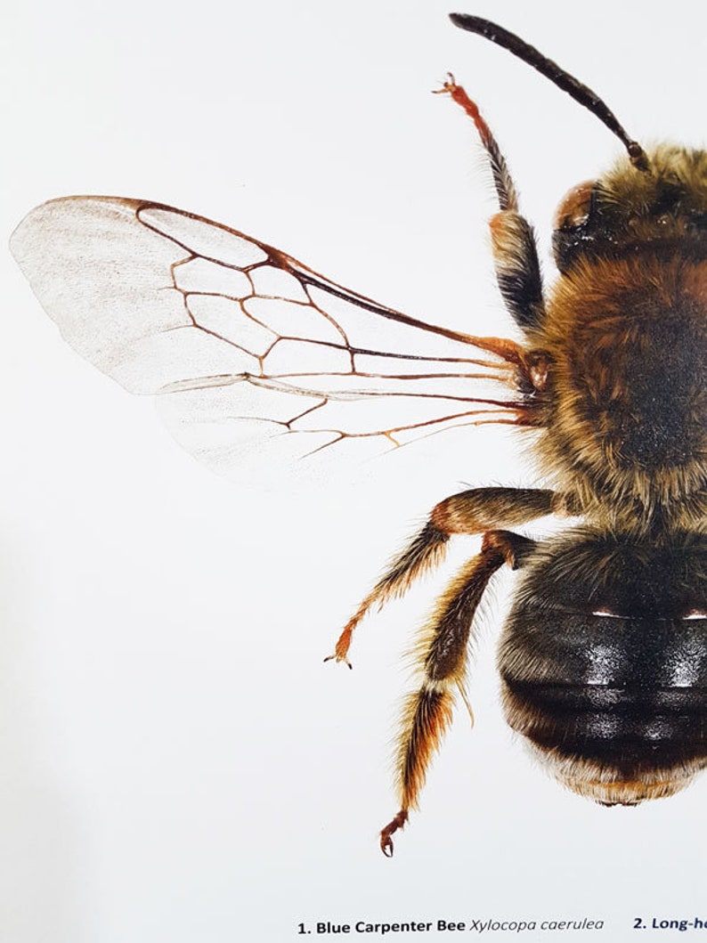 May include: Detailed close-up of a Blue Carpenter Bee, Xylocopa caerulea, showing its wings and body. The bee has a brown and black body, with fuzzy legs and antennae. The wings are translucent with brown veins. The background is white.