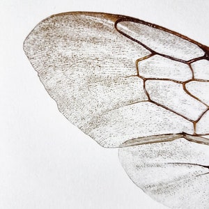 May include: Detailed close-up of an insect wing, revealing its intricate structure. The wing is translucent with a network of brown veins and a textured surface. The edges are outlined in a darker brown, creating a defined shape against the white background.