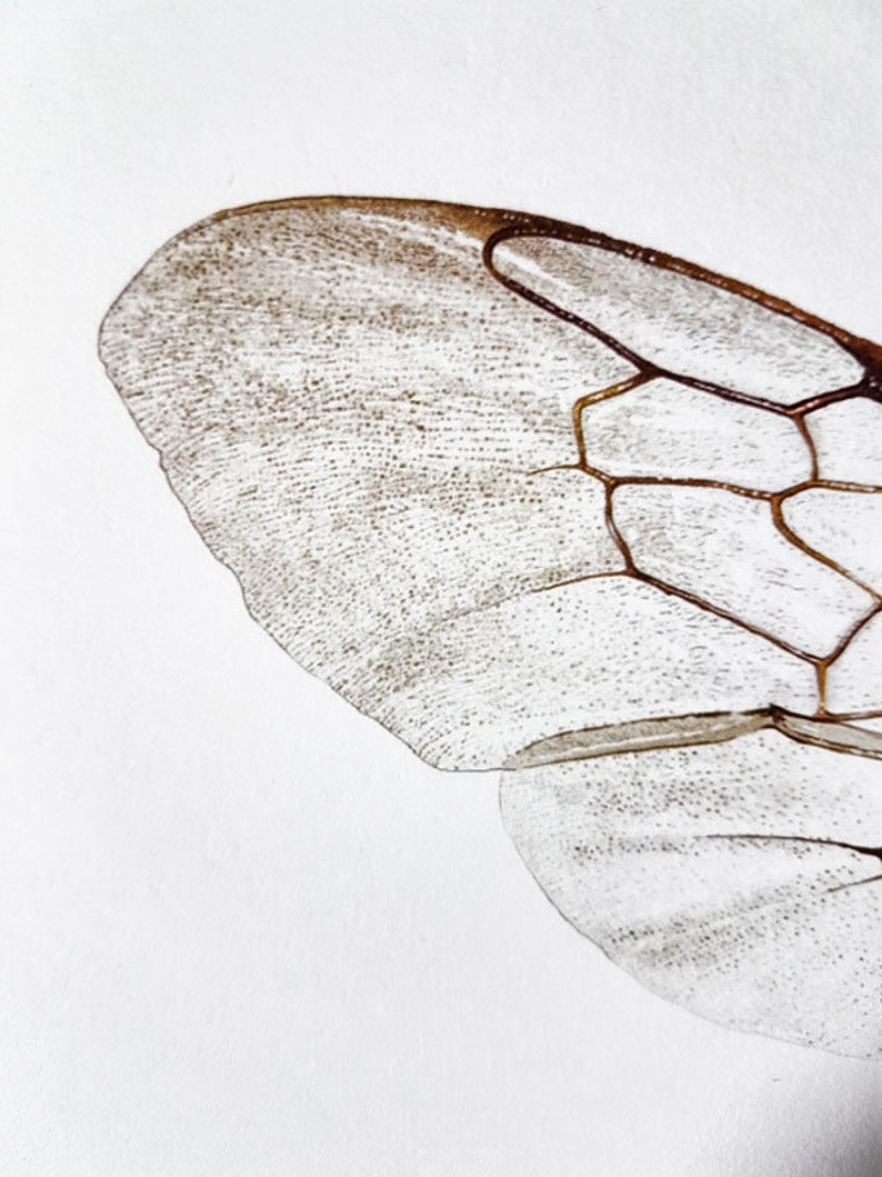 May include: Detailed close-up of an insect wing, revealing its intricate structure. The wing is translucent with a network of brown veins and a textured surface. The edges are outlined in a darker brown, creating a defined shape against the white background.