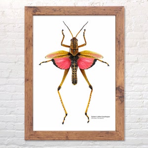 Eastern Lubber Grasshopper print, scientific illustration