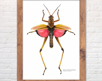 Eastern Lubber Grasshopper print, scientific illustration