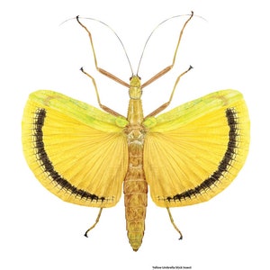 Yellow Umbrella Stick Insect print, scientific illustration