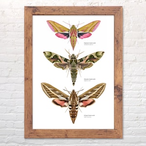 Hawk-moths, scientific illustration print