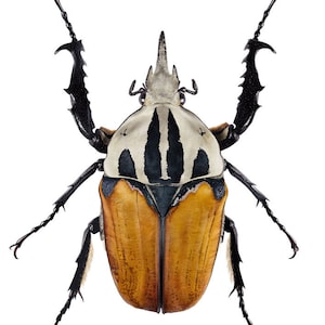 African Flower Beetle print, scientific illustration